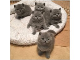 British shorthair kittens 