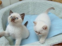 ragdoll kittens foe sale