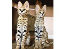 Beautiful Serval Kittens for sale whatsapp me at +971 58 813 5810 for more details
