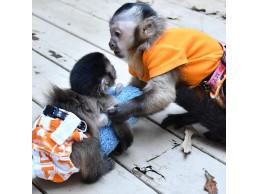  Capuchin Monkeys for Sale whatsapp me at +971 58 813 5810 for more details