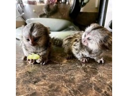 Well Trained Finger Marmoset Monkeys for sale whatsapp me +971 58 813 5810 for more details 