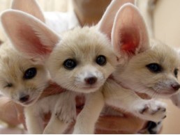 Lovely Registered Fennec fox for sale whatsapp me at +971 58 813 5810 for more details