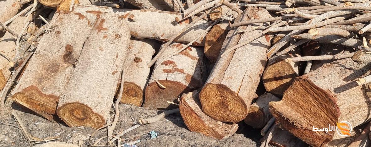 حطب الجازورين  (Casuarina Wood) يتم انتاج حطب الجزورين من أشجار الجزورين، وهي أشجار متوفرة بكثرة في 