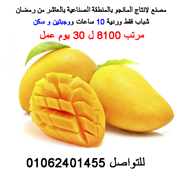 مطلوب عمال انتاج  ومخازن شباب فقط في العاشر من رمضان  لمصنع مانجو بمرتب يصل الى 8100 