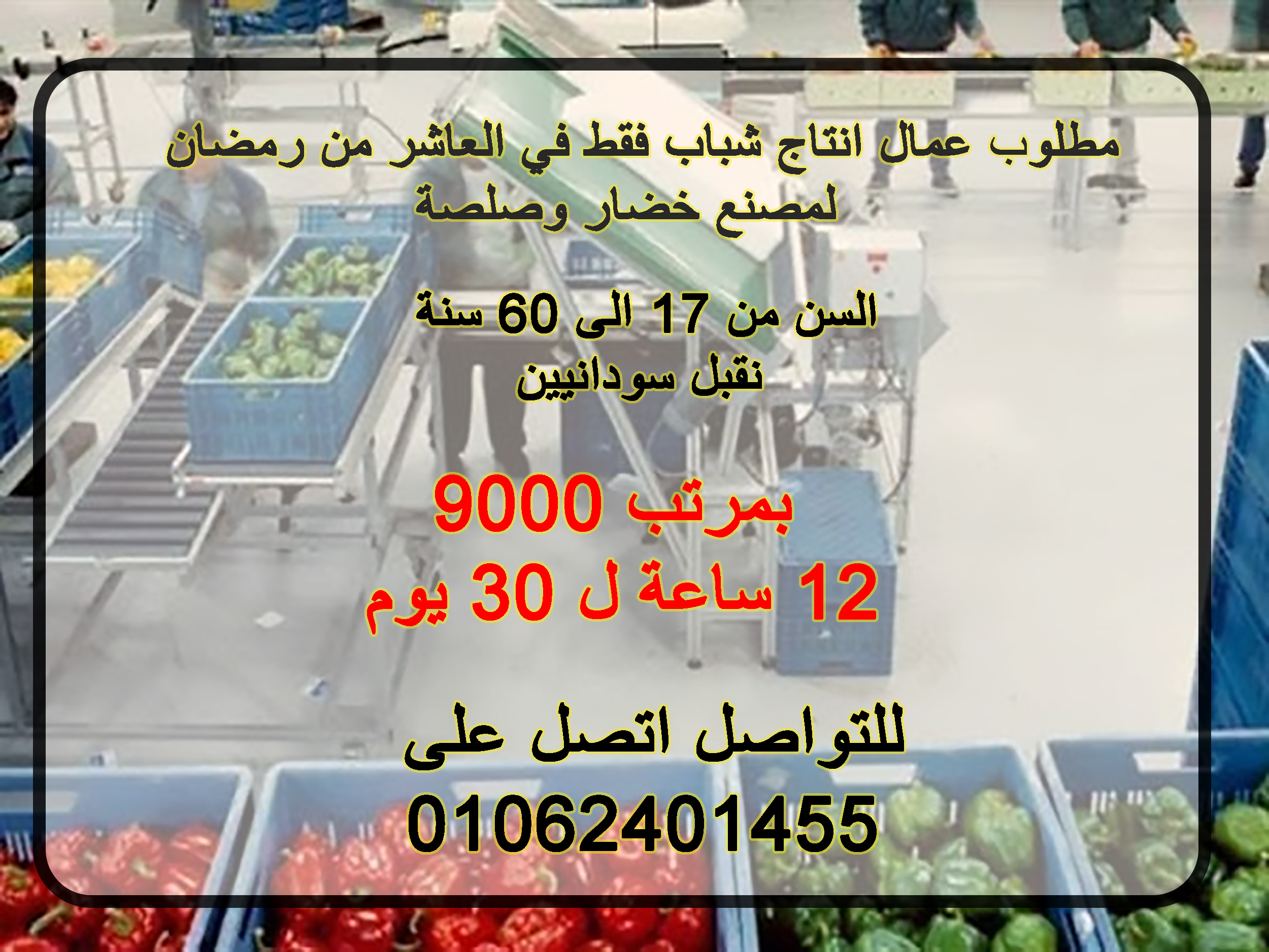 مطلوب عمال انتاج شباب فقط في العاشر من رمضان لمصنع خضار وصلصة براتب يصل الى 9000 جنيه لوردية 12 ساعة