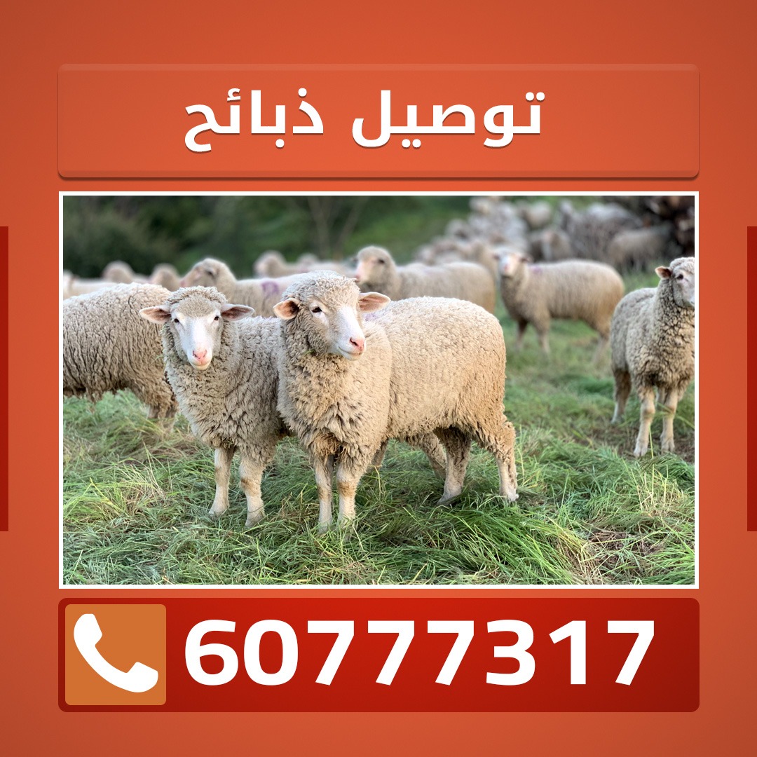 توصيل ذبائح الكويت الي البيت 60777317
