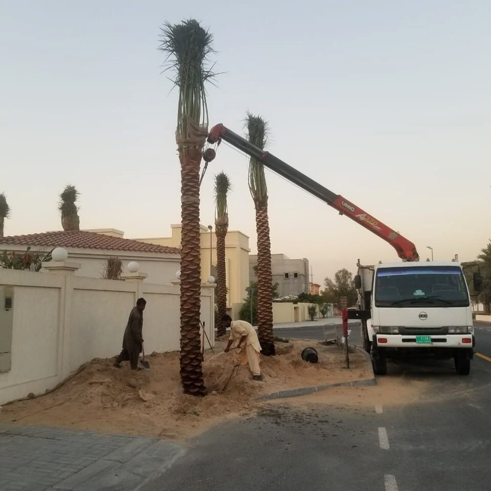 النخيل للبيع مع خدمة التوصيل والتركيب 0561513145