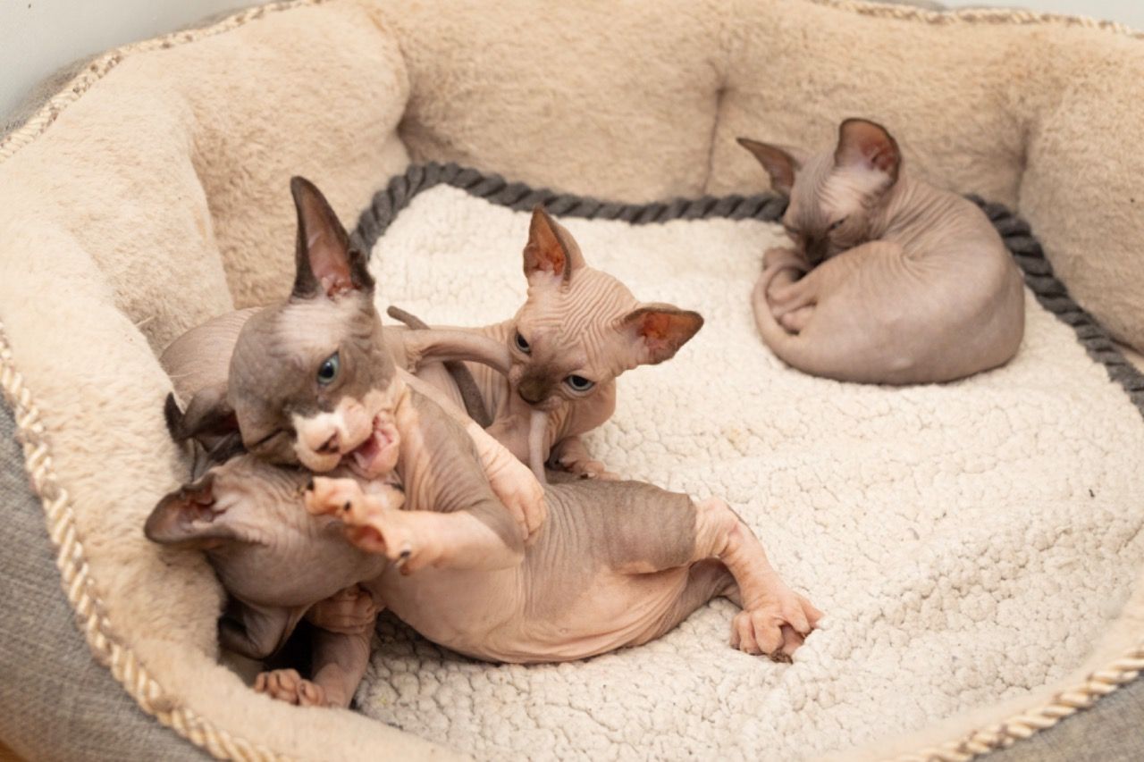 Lovely Sphynx Kittens available for sale 