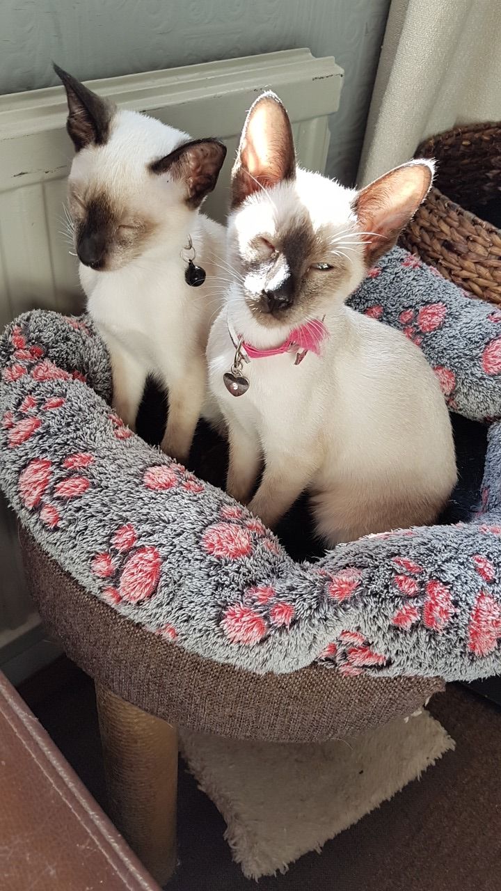 Adorable Siamese kittens for sale