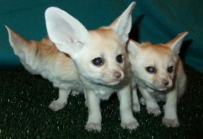 Lovely Registered Fennec fox for sale 