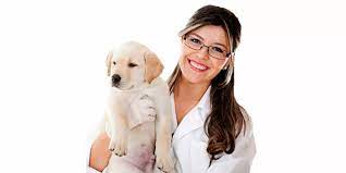 طبيب بيطري (تحصينات دواجن) - الواحات البحرية - الجيزة طبيب بيطري (تحصينات دواجن) - الواحات البحرية - الجيزة